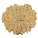11 Mukhi Rudraksha 22.2mm 2.9gm - Rudraksha back