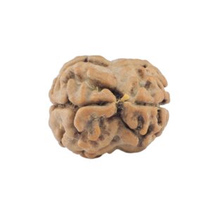 2 Mukhi Rudraksha 19.9mm 1.51gm - Origin: Nepal - Rudraksha back