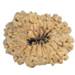 15 Mukhi Rudraksha 25mm 2.27gm - Rudraksha back