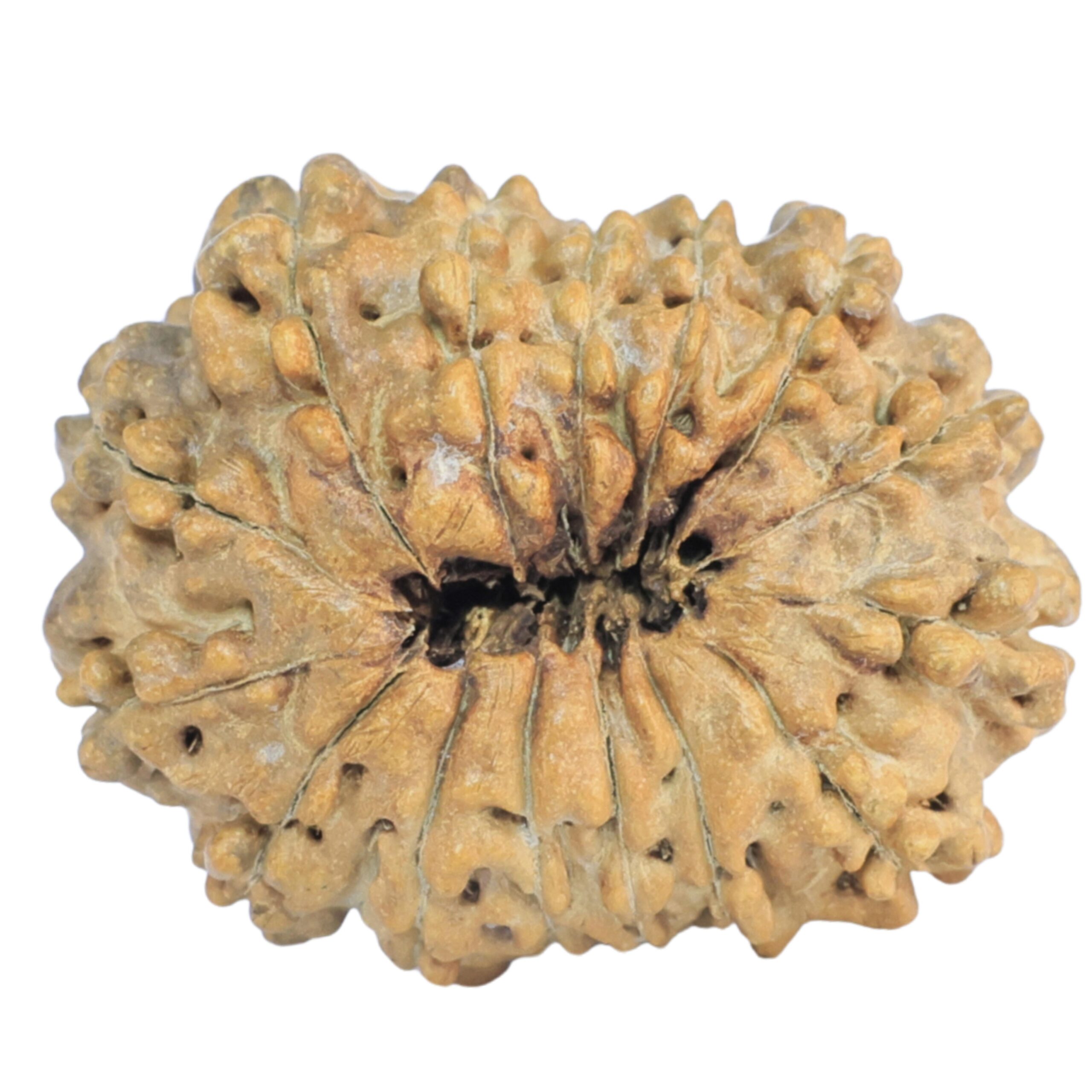 15 Mukhi Rudraksha 25mm 2.27gm - Rudraksha back