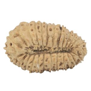 27 Mukhi Rudraksha 19.8mm 1.19gm - Rudraksha back