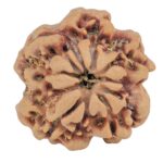 1MK(Underdeveloped) 22.6mm 3.89gm - Rudraksha back