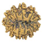 12 Mukhi Rudraksha 22.6mm 2.69gm - Rudraksha back