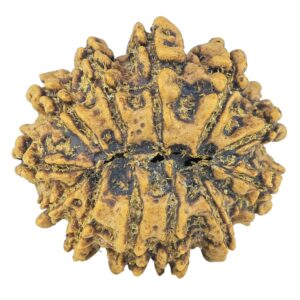 12 Mukhi Rudraksha 22.6mm 2.69gm - Rudraksha back