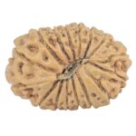 16 Mukhi Rudraksha 20.4mm 1.69gm - Origin: Indonesia - Rudraksha back