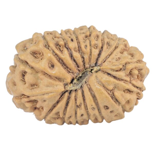 16 Mukhi Rudraksha 20.4mm 1.69gm - Origin: Indonesia - Rudraksha back