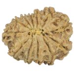 12 Mukhi Rudraksha 20.5mm 2gm - Rudraksha back