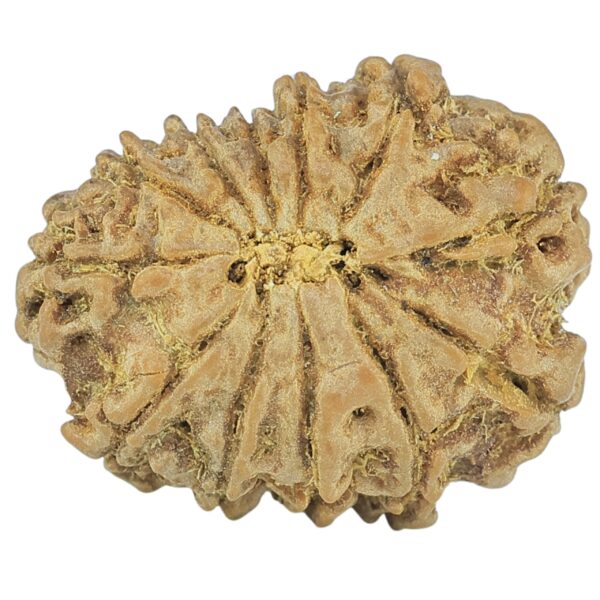 12 Mukhi Rudraksha 20.5mm 2gm - Rudraksha back