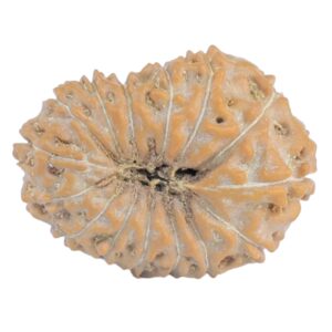 15 Mukhi Rudraksha 20.4mm 1.74gm - Rudraksha back