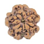 1MK(Underdeveloped) 22.3mm 3.89gm - Origin: Nepal - Rudraksha back