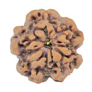 1MK(Underdeveloped) 22.3mm 3.89gm - Origin: Nepal - Rudraksha back