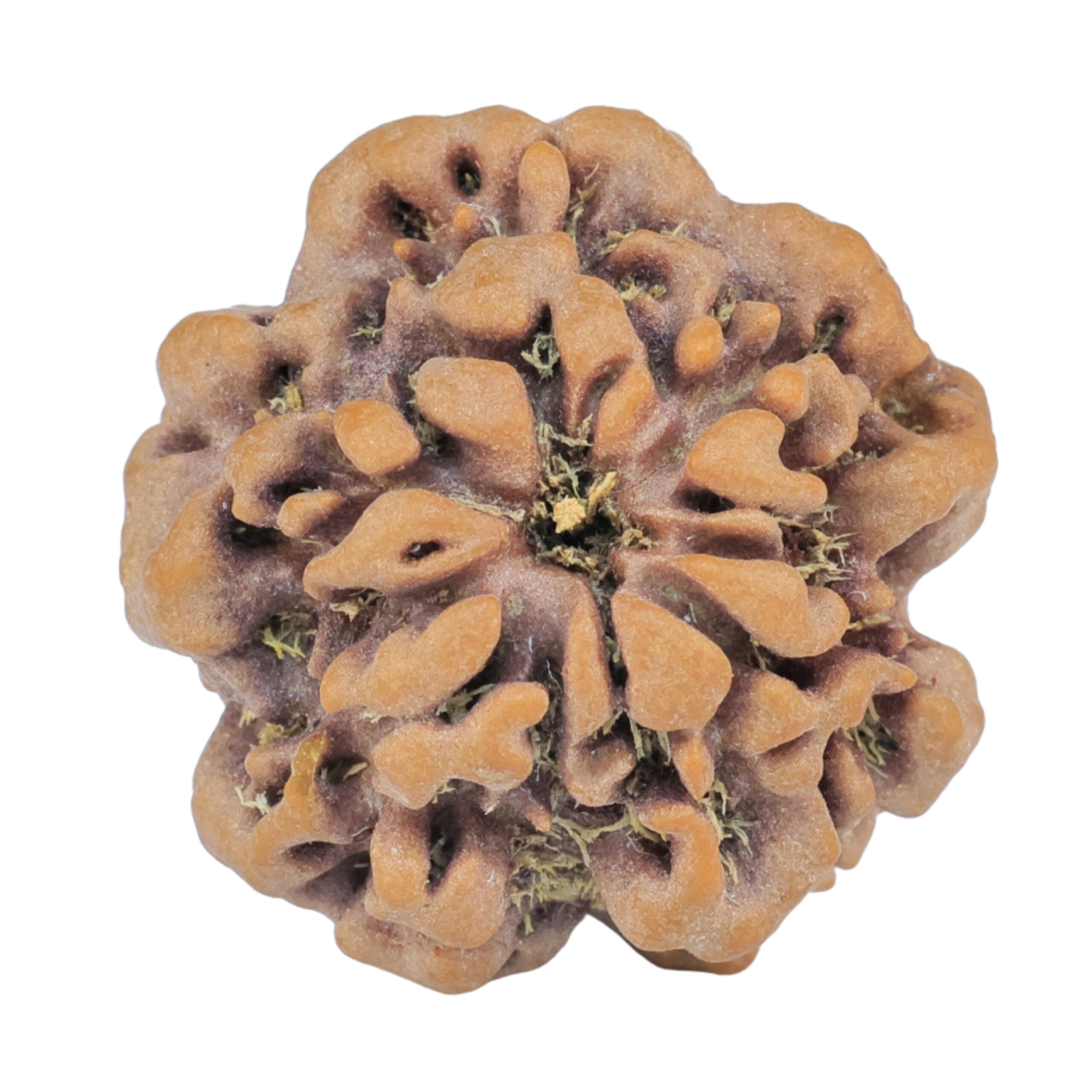 1MK(Underdeveloped) 22.3mm 3.89gm - Origin: Nepal - Rudraksha back