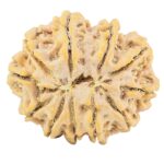 11 Mukhi Rudraksha 30.6mm 7.09gm - Rudraksha back