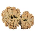 14 Mukhi Garbh Gauri 30.5mm 4.53gm - Rudraksha back