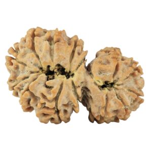 14 Mukhi Garbh Gauri 30.5mm 4.53gm - Rudraksha back