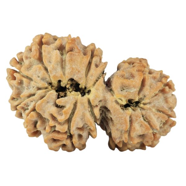 14 Mukhi Garbh Gauri 30.5mm 4.53gm - Rudraksha back