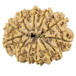 12 Mukhi Rudraksha 25.5mm 3.44gm - Rudraksha back