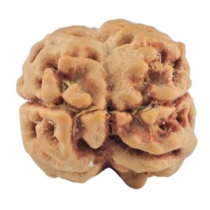 2 Mukhi Rudraksha 20.8mm 1.79gm - Rudraksha back