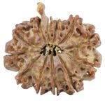 12 Mukhi Ganesh 23.8mm 2.73gm - Rudraksha back