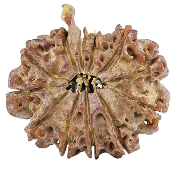 12 Mukhi Ganesh 23.8mm 2.73gm - Rudraksha back