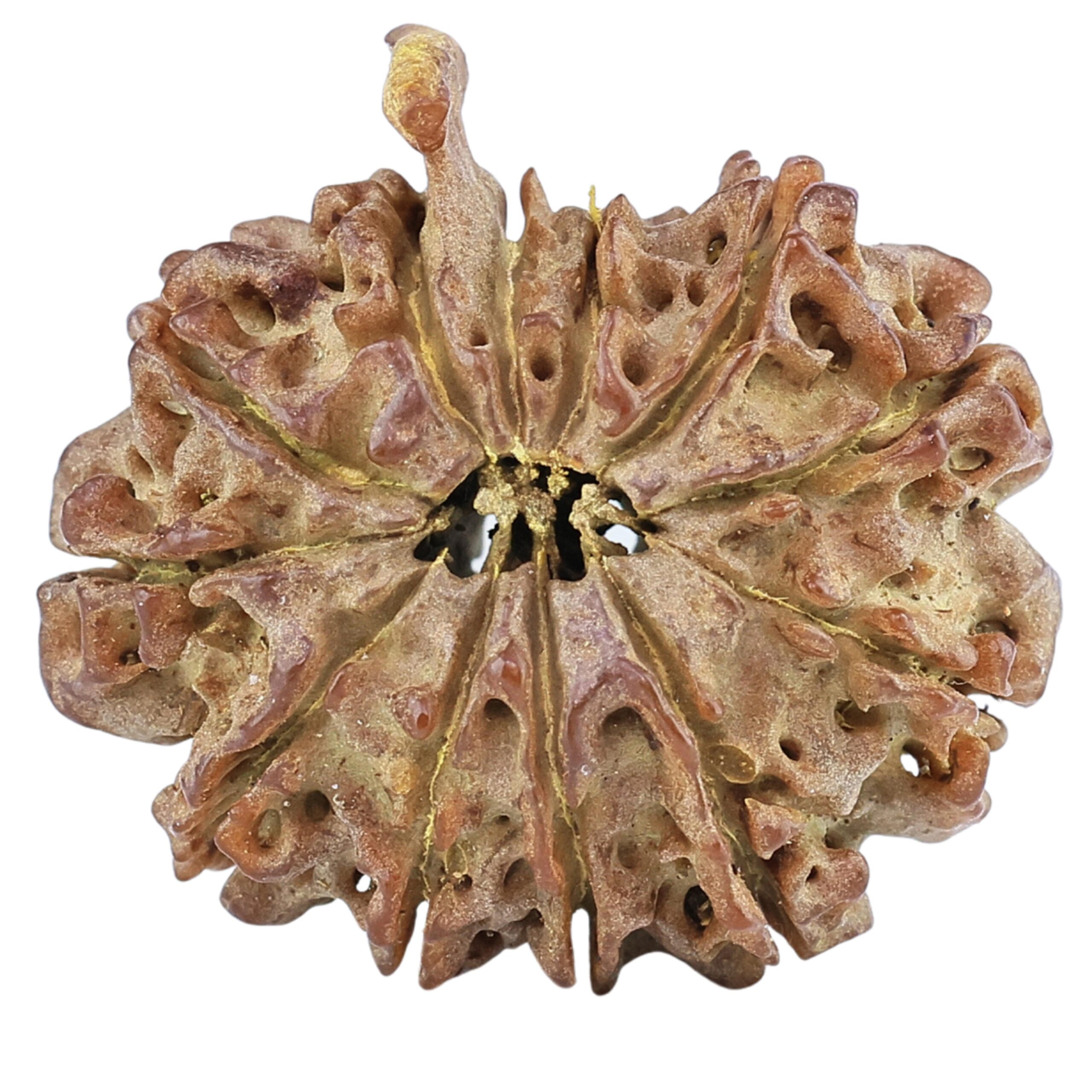 12 Mukhi Ganesh 23.8mm 2.73gm - Rudraksha back