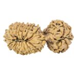 24 Mukhi Gaurishankar 40.8mm 5.79gm - Rudraksha back