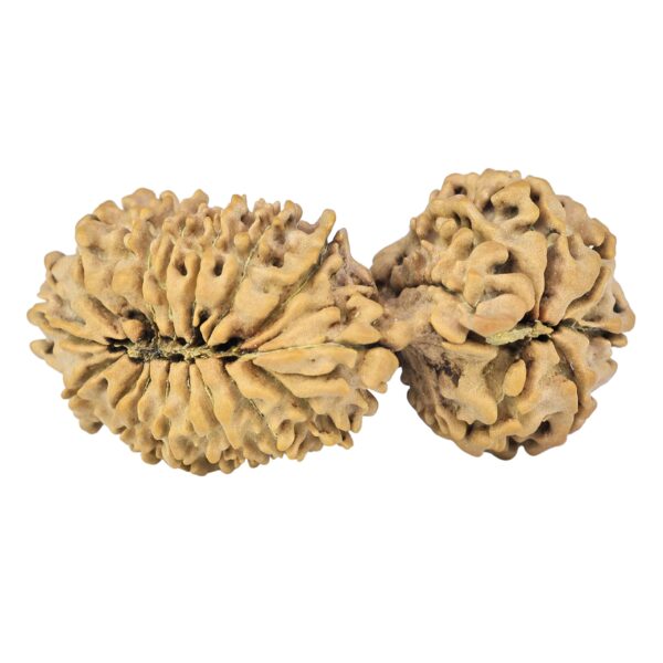 24 Mukhi Gaurishankar 40.8mm 5.79gm - Rudraksha back