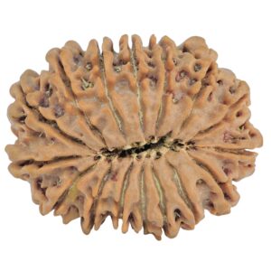 16 Mukhi Rudraksha 30.3mm 5.78gm - Rudraksha back