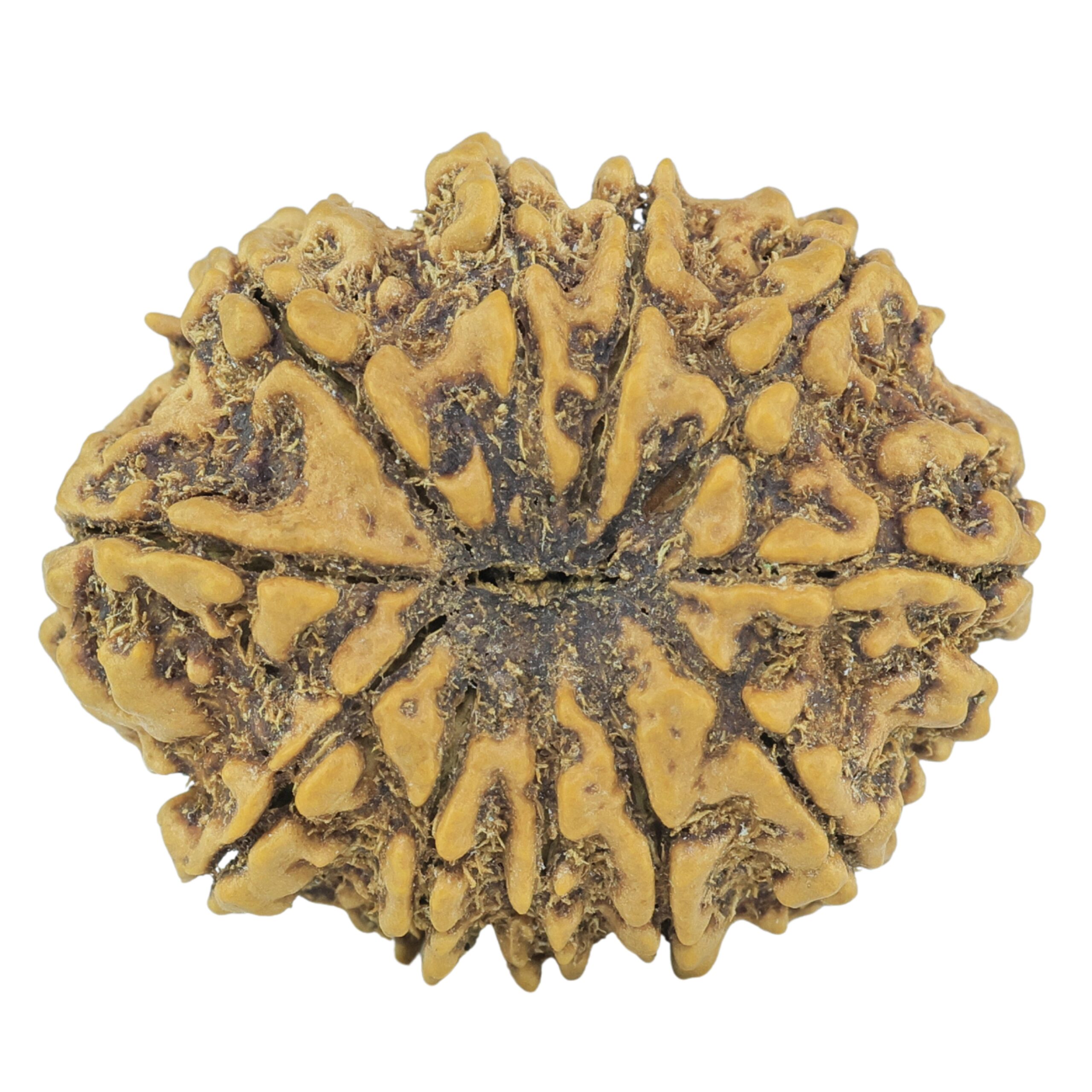 11 Mukhi Rudraksha 26.8mm 3.68gm - Rudraksha back
