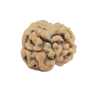 2 Mukhi Rudraksha 21.7mm 1.73gm - Rudraksha back