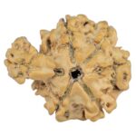 Sawar/Ganesh (5+1) 22.4mm 2.37gm - Rudraksha back