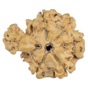 Sawar/Ganesh (5+1) 22.4mm 2.37gm - Rudraksha back