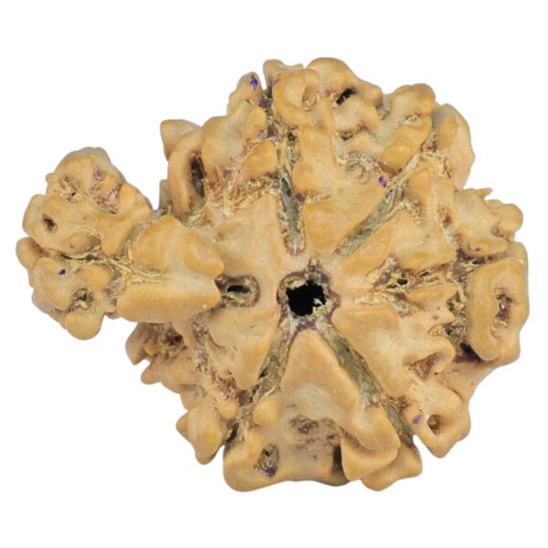Sawar/Ganesh (5+1) 22.4mm 2.37gm - Rudraksha back