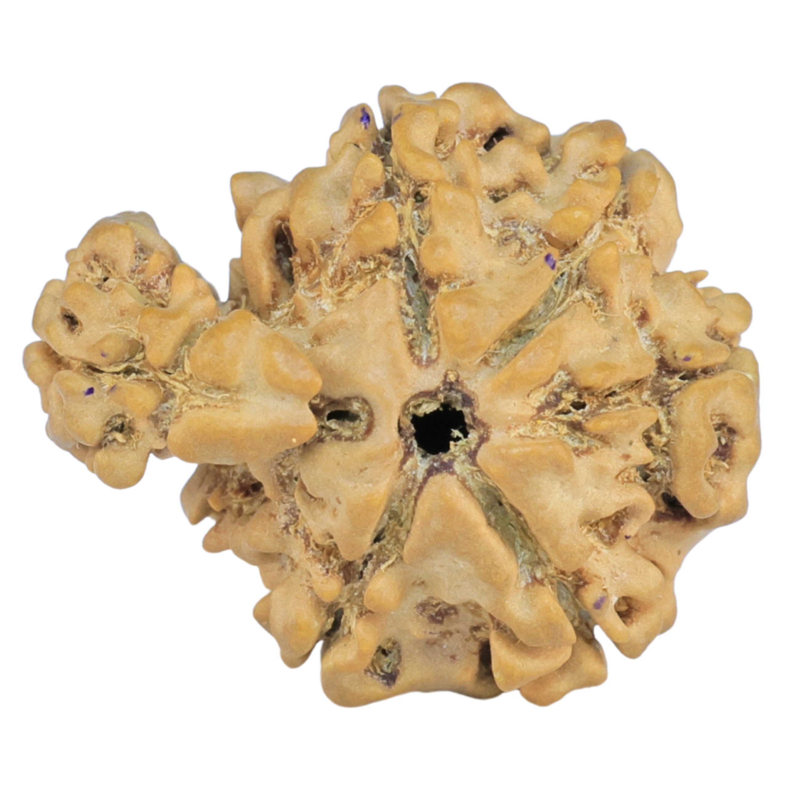 Sawar/Ganesh (5+1) 22.4mm 2.37gm - Rudraksha back