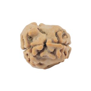 2 Mukhi Rudraksha 22.1mm 1.63gm - Rudraksha back