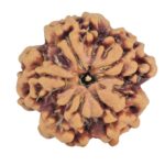 1MK(Underdeveloped) 23.4mm 4gm - Rudraksha back