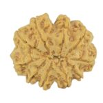 10 Mukhi Rudraksha 32.1mm 8gm - Rudraksha back
