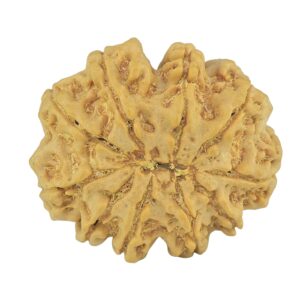 10 Mukhi Rudraksha 32.1mm 8gm - Rudraksha back