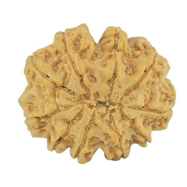 10 Mukhi Rudraksha 32.1mm 8gm - Rudraksha back