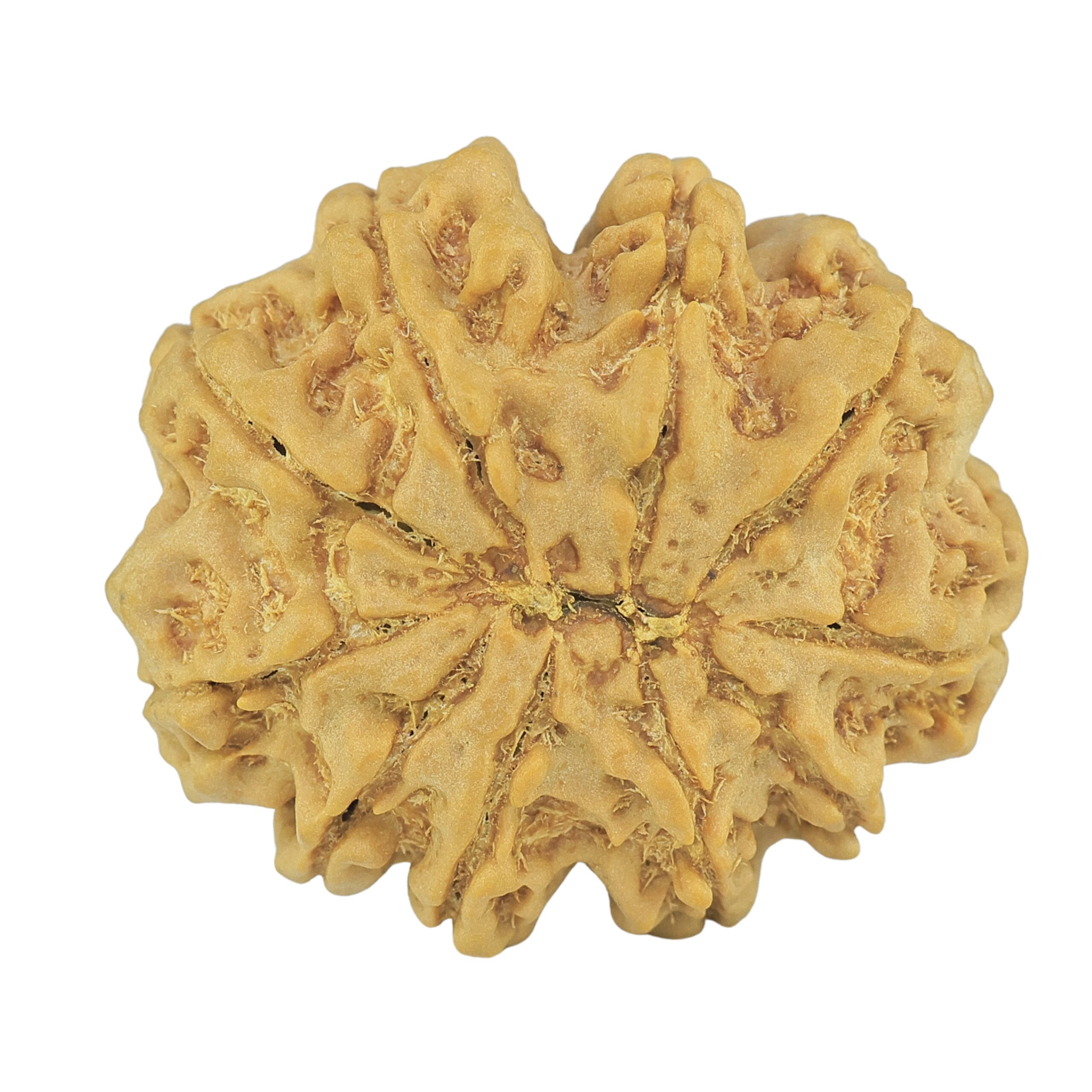 10 Mukhi Rudraksha 32.1mm 8gm - Rudraksha back