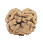 2 Mukhi Rudraksha 17.4mm 1.27gm - Rudraksha back