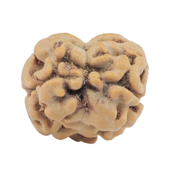 2 Mukhi Rudraksha 17.4mm 1.27gm - Rudraksha back