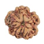 1MK(Underdeveloped) 23mm 3.85gm - Rudraksha back