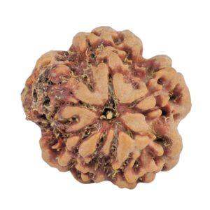 1MK(Underdeveloped) 23mm 3.85gm - Rudraksha back