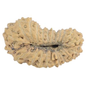 21 Mukhi Rudraksha 19.8mm 1.08gm - Rudraksha back