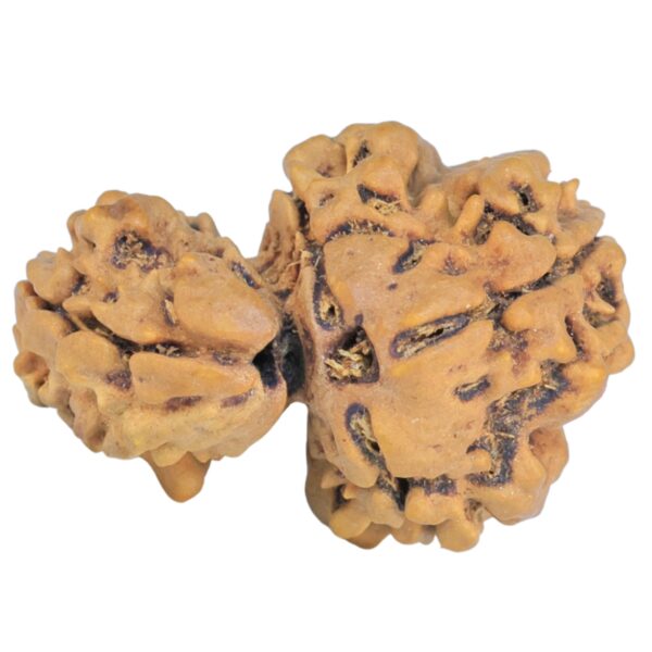 Sawar/Ganesh (3+1) 25.8mm 2.8gm - Rudraksha back