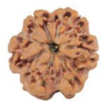 1MK(Underdeveloped) 22mm 3.2gm - Rudraksha back