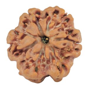1MK(Underdeveloped) 22mm 3.2gm - Rudraksha back