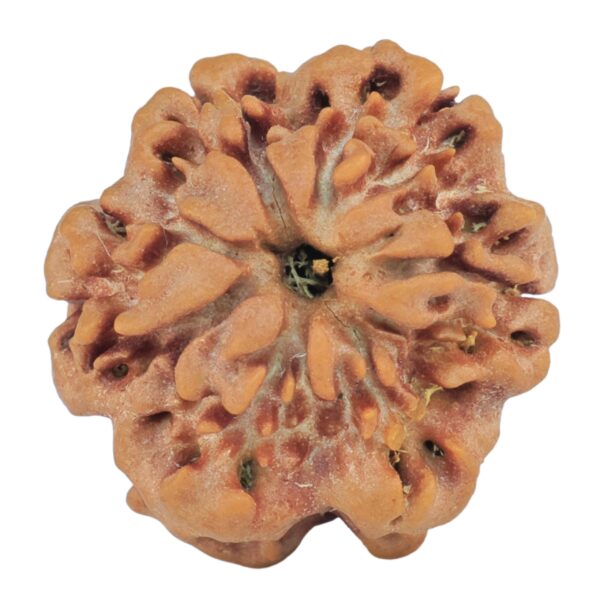 1MK(Underdeveloped) 22mm 3.2gm - Rudraksha back