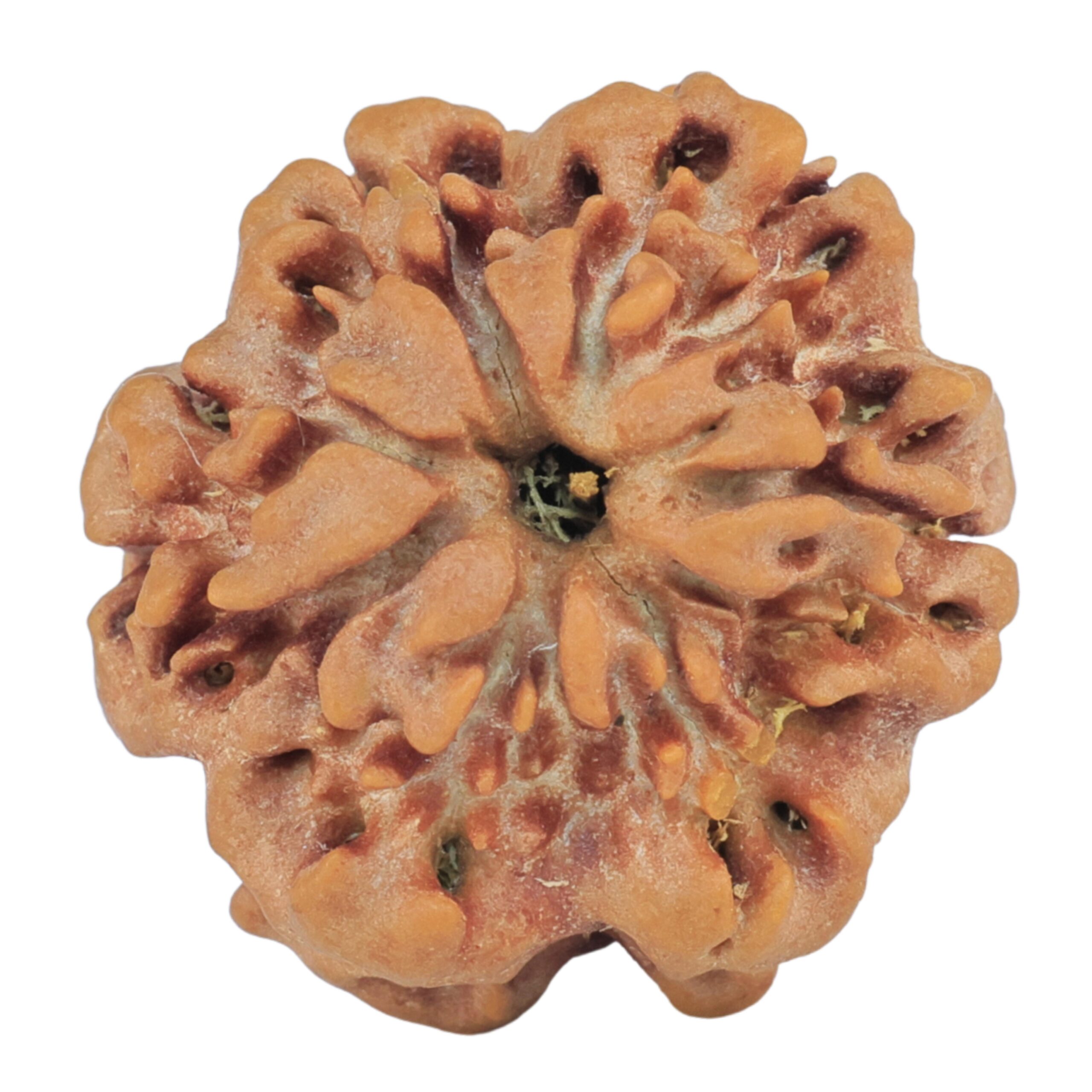1MK(Underdeveloped) 22mm 3.2gm - Rudraksha back